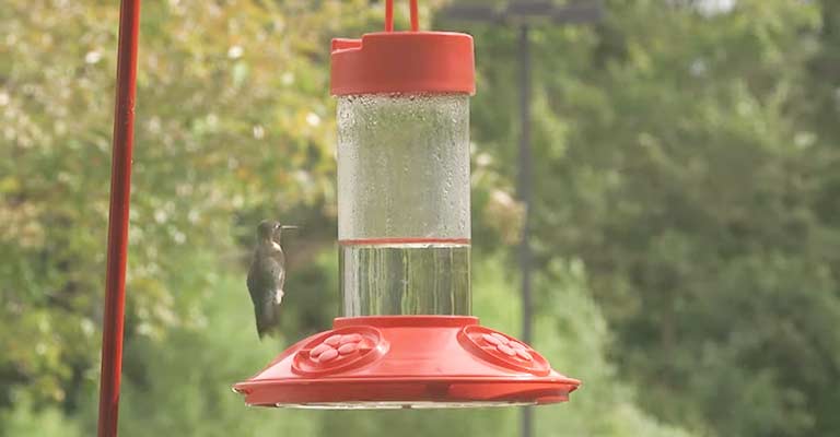 How Do I Prevent My Hummingbird Food From Getting Cloudy