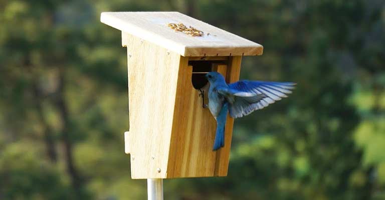 How Do You Make an Artificial Eastern Bluebird Nest?