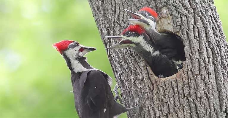 How Long Do Woodpeckers Babies Stay With Their Parents