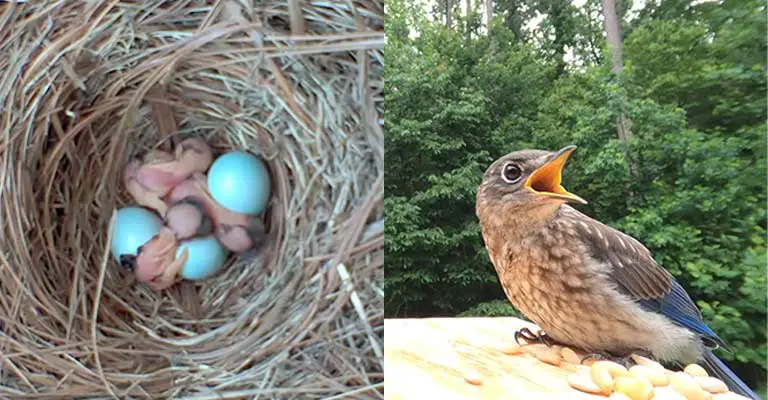 How Long Does It Take Bluebird Eggs To Hatch and Leave Their Nests