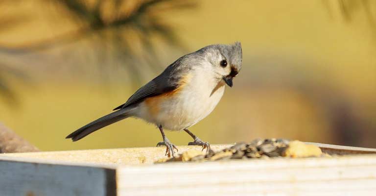 How To Attract Birds Without A Feeder