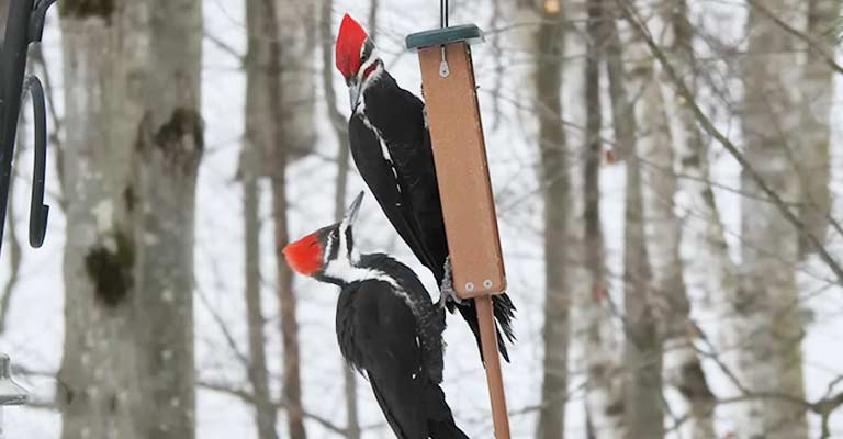 How To Attract Pileated Woodpeckers