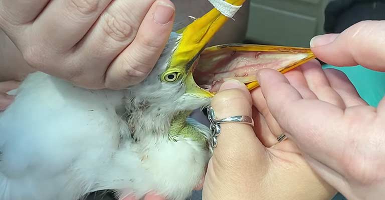 How To Treat Respiratory Parasites In Birds