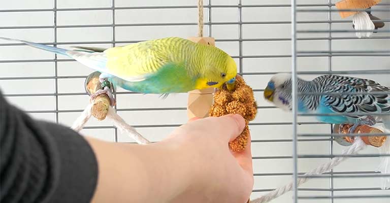 How Will My Parakeet Be Affected If You Go On Vacation