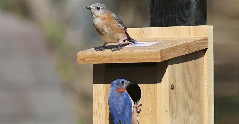 How to Monitor and Maintain A Bluebird Nesting Box
