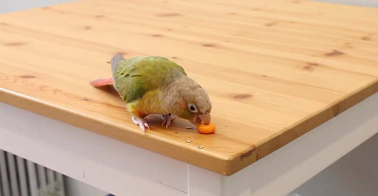 How to Train Your Bird to Fetch and Other Fun Games