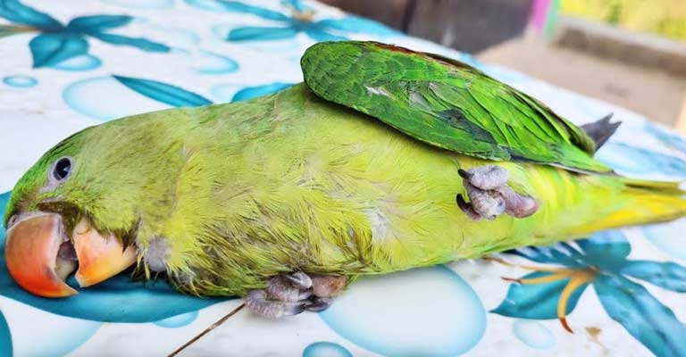 Impact of Seizures on Bird Health