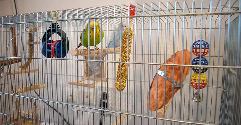 Inadequate Cage Placement
