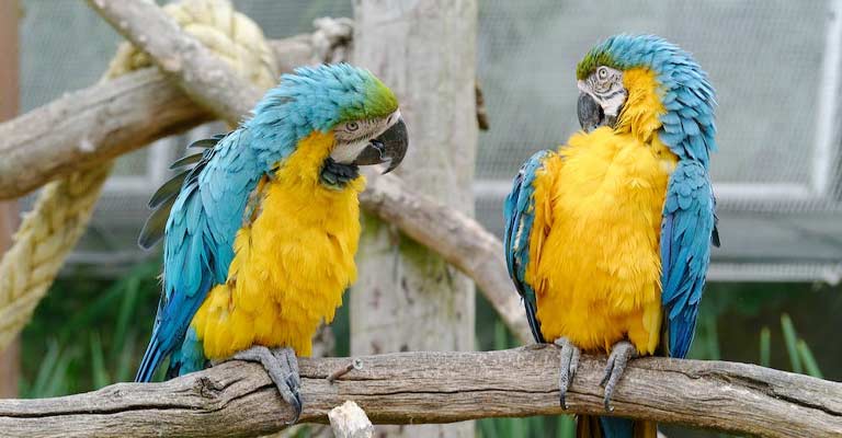 Macaw Asthma in Birds