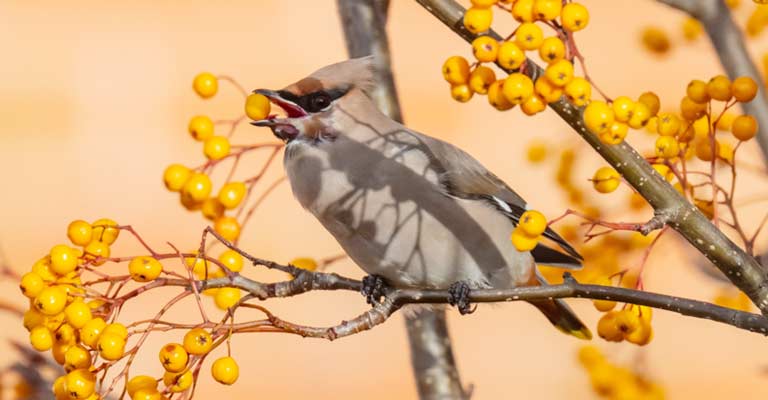 Maintaining a Year-Round Food Source