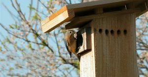 Optimal Bluebird House Placement: A Guide for Bird Lovers - The Worlds
