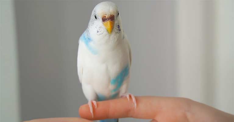 Perching on Your Finger
