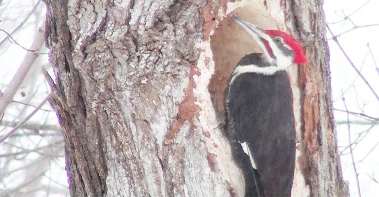 Pileated Woodpeckers In Winter- How They Nest