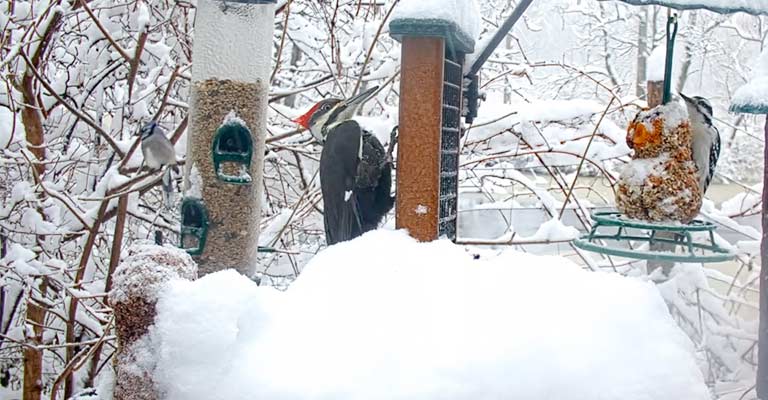 Pileated Woodpeckers In Winter- Where They Live & What They Eat