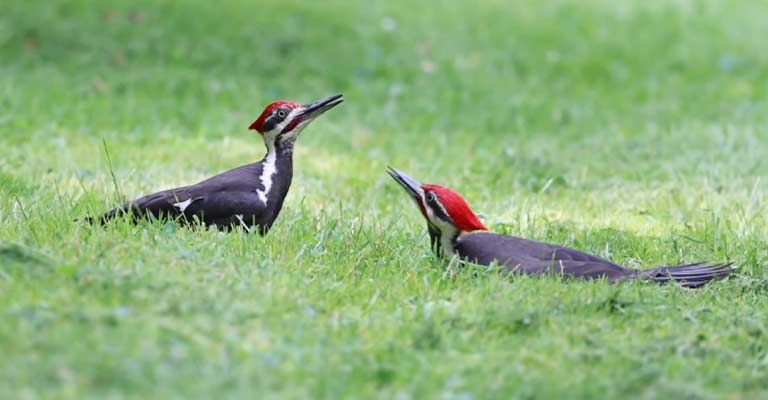 Pileated Woodpeckers Mating Behaviors