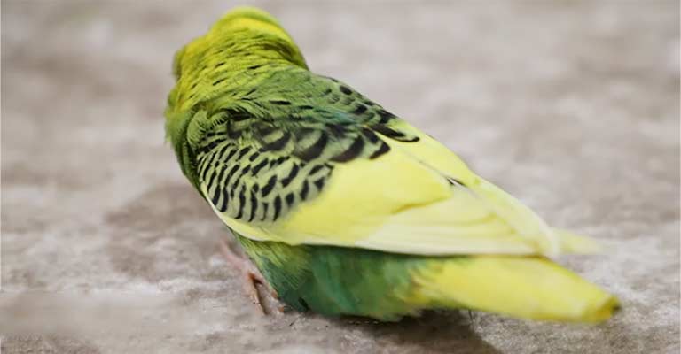 Prevention of Seizures in Birds