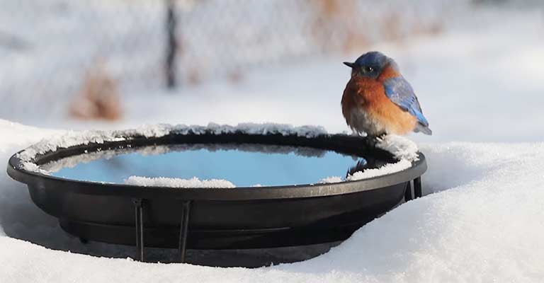 Resident Strategies: How Bluebirds Brave Winter