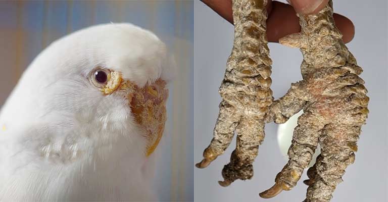 Scaly Face Or Leg Mite Infection in Birds