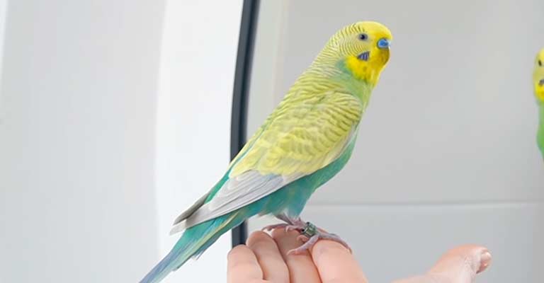 Signs That Your Parakeet Likes You