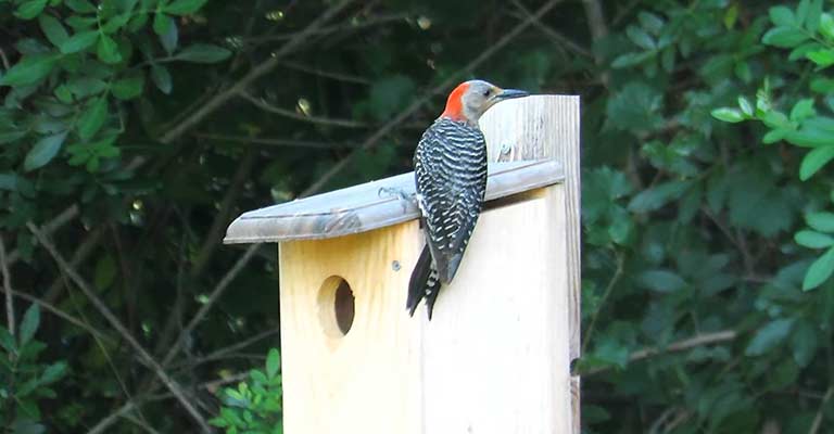 Surprising Truth About Pileated Woodpecker Nesting Boxes