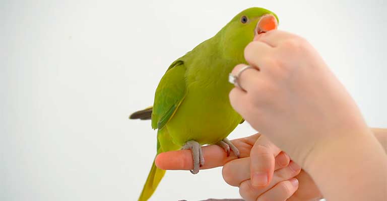 Tailoring Training to Your Bird's Personality