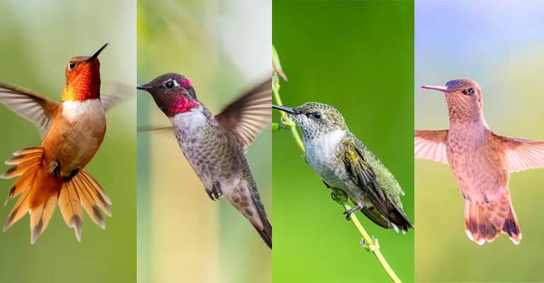 Taxonomy of Hummingbirds