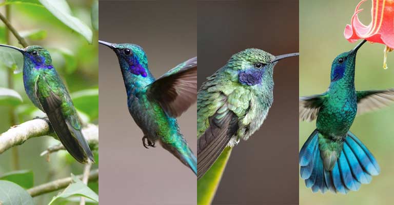 Taxonomy of Mexican Violetear