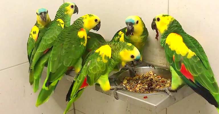The Enigmatic Amazon Parrots