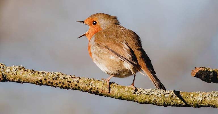 The Role Of Night Singing In The Robin's Overall Behavior And Ecology