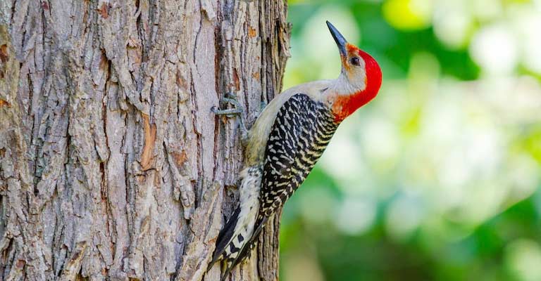 The Ultimate Guide To Woodpecker Symbolism