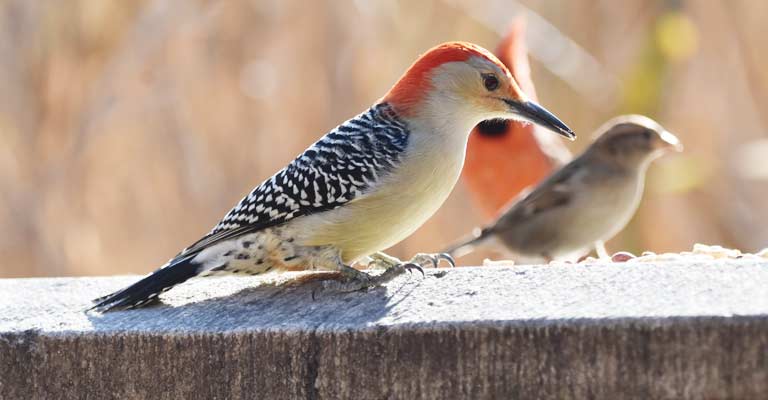 The Woodpecker as Totem Animal: Guides to Hidden Realms
