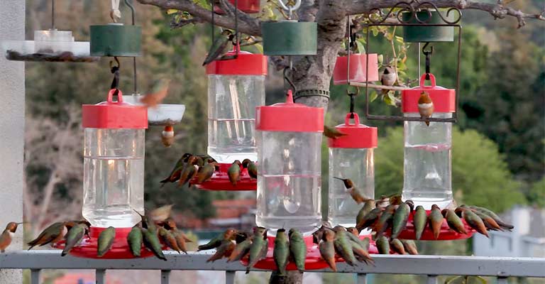 Things To Keep In Mind Before Hanging A Hummingbird Feeder