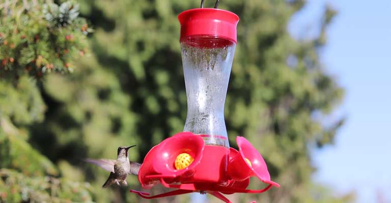 Tips For Where You Should Hang A Hummingbird Feeder