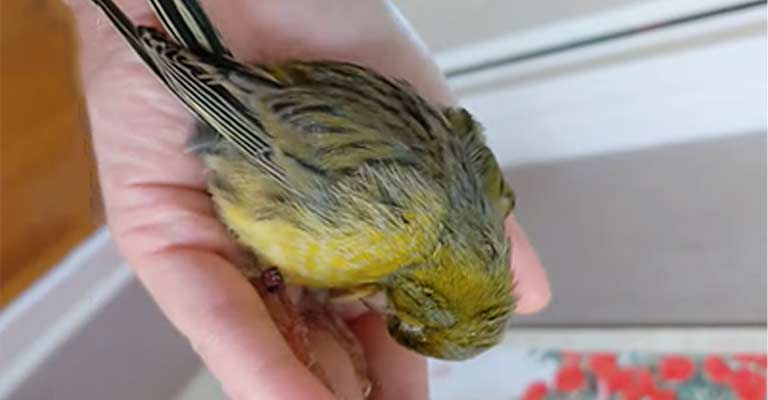 Vitamin D Toxicity Risks and Treatment for Birds