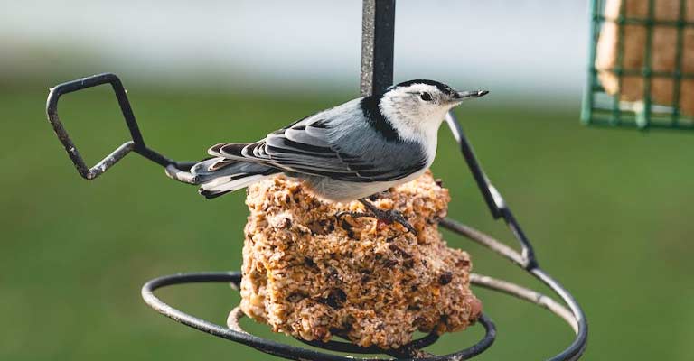 What Are Some Alternatives To A Bird Feeder