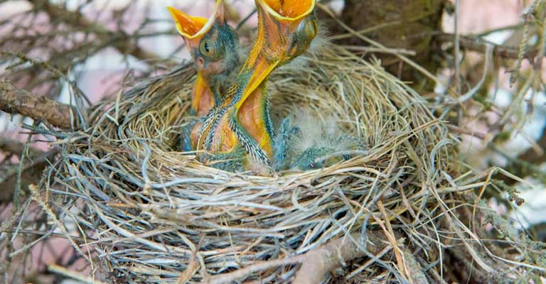 What Are Some Best Places For Birds To Nest