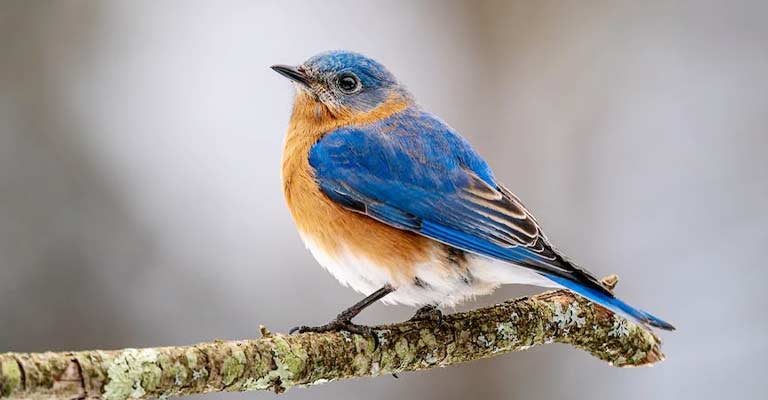 What Are Some Common Myths Of The Bluebird