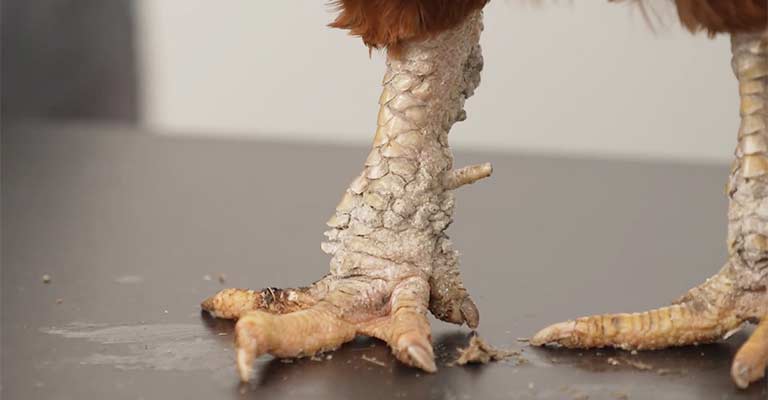 What Are Some Natural Remedies for Treating Scaly Leg Mites in Birds