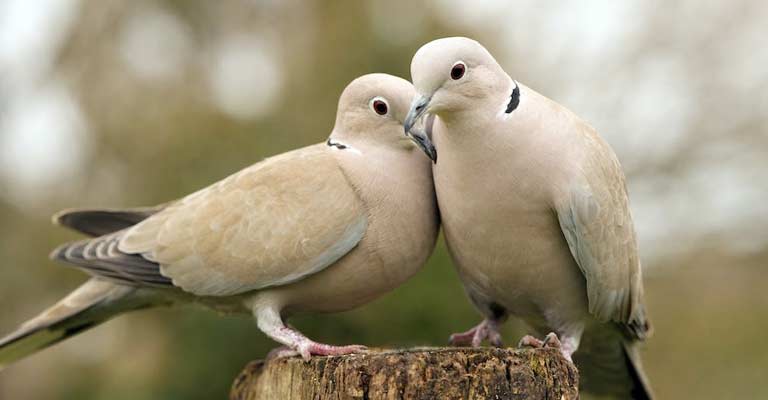 What Are Some Smart Acts Of Doves