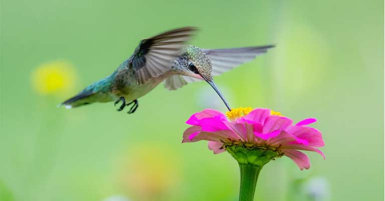 What Are The Best Fake Flowers To Attract Hummingbirds
