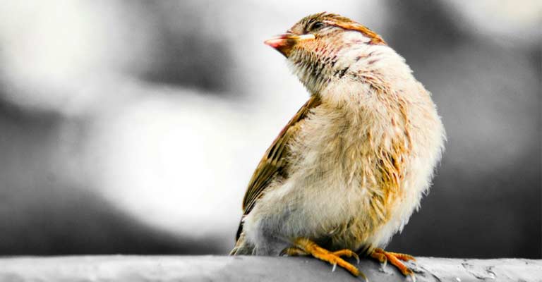 What Are The Causes Of Iodine Deficiency In Birds