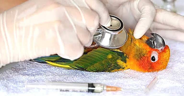 What Are The Treatments For Heart And Blood Vessel Disorders In Birds