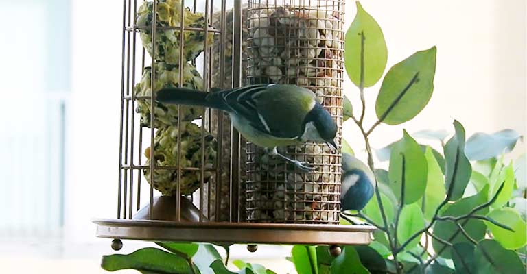 What Are the Challenges of Balcony Bird Feeding