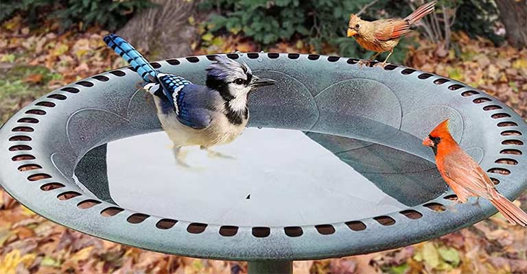 What Are the Cons of Bird Baths