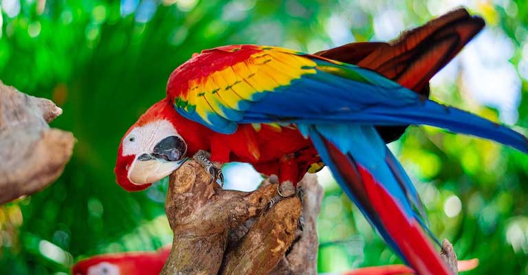 What Are the Symptoms of Macaw Asthma