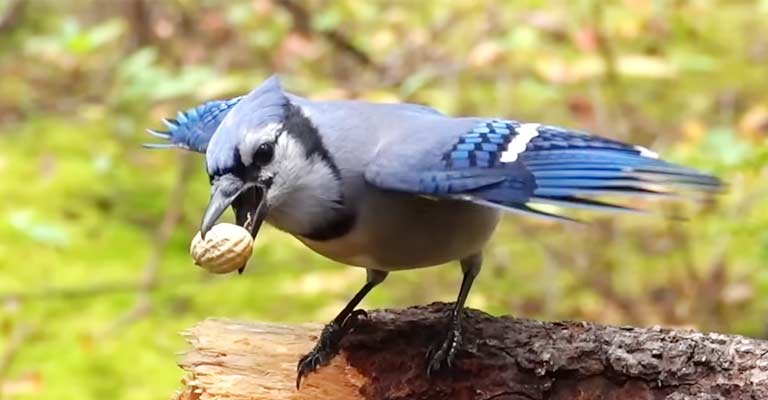 What Brings Blue Jays to Your Yard