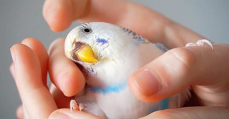 What Causes a Stroke in Parakeets