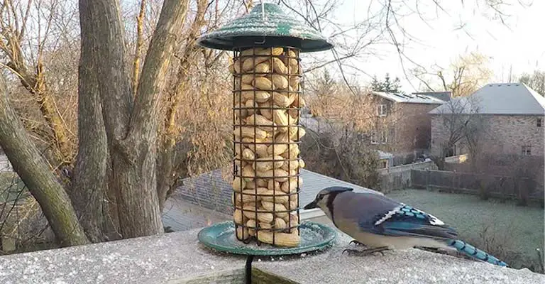 What Do Blue Jays Eat in the Wintertime and How