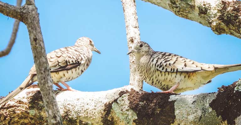 What Do We Know About Mourning Dove Intelligence