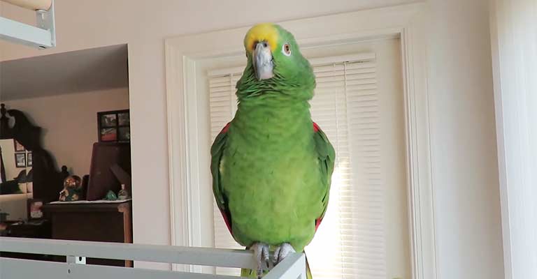 What Does It Mean When A Parrot Puffs Up